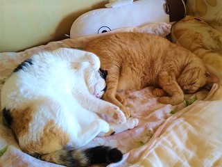 f:id:mike_kota:20210928174757j:plain