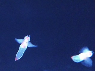 f:id:mike_kota:20220110213005j:plain