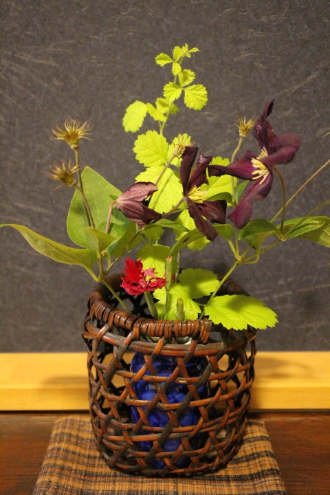 ロマンチカ　クレマチス　茶花　komoriku　庭ブログ