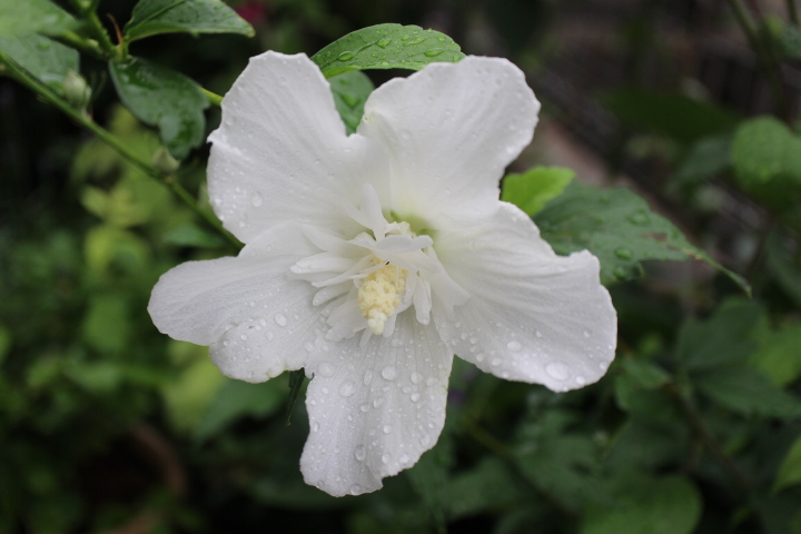 木槿　白祇園守　茶花　庭ブログ