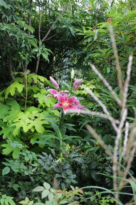 色々な木々の葉っぱの中で濃いピンクの花を咲かせるスターゲイザー