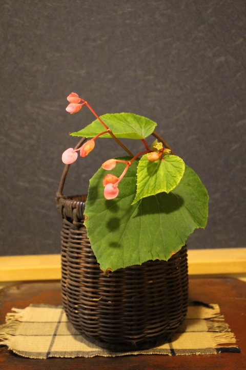 花籠に投げ入れたピンク色の秋海棠