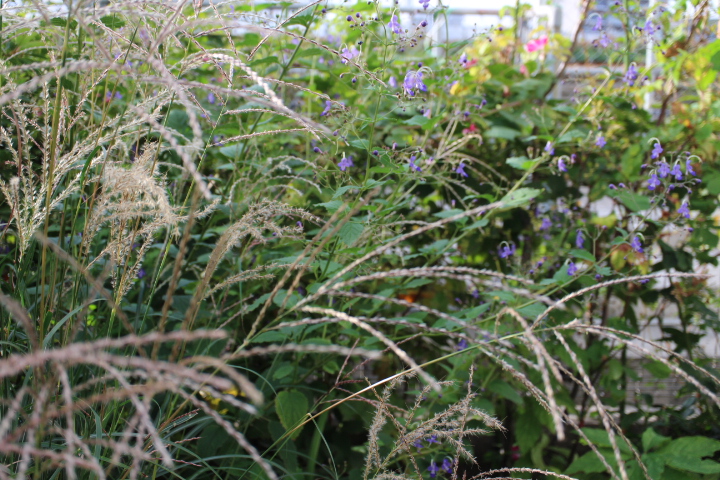 生い茂った薄と雁金草で茫々の庭