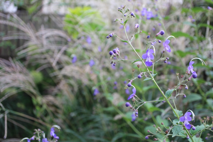 雁金草が茂る向こうに薄の穂が揺れる