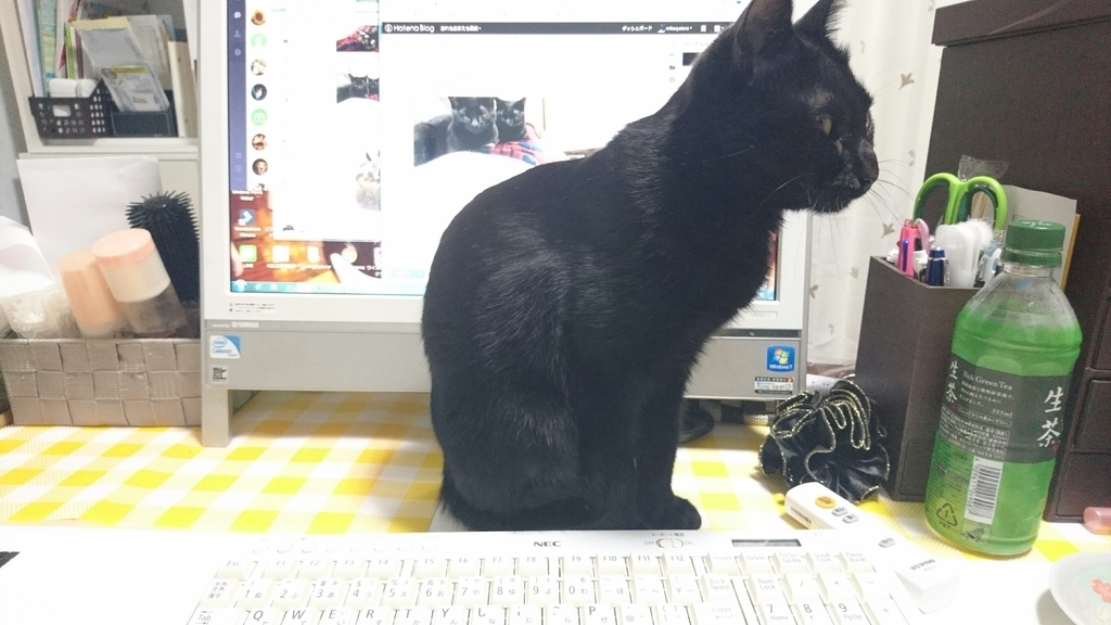 f:id:mikecyatora:20190220190029j:plain f:id:mikecyatora:20190220190029j:plain