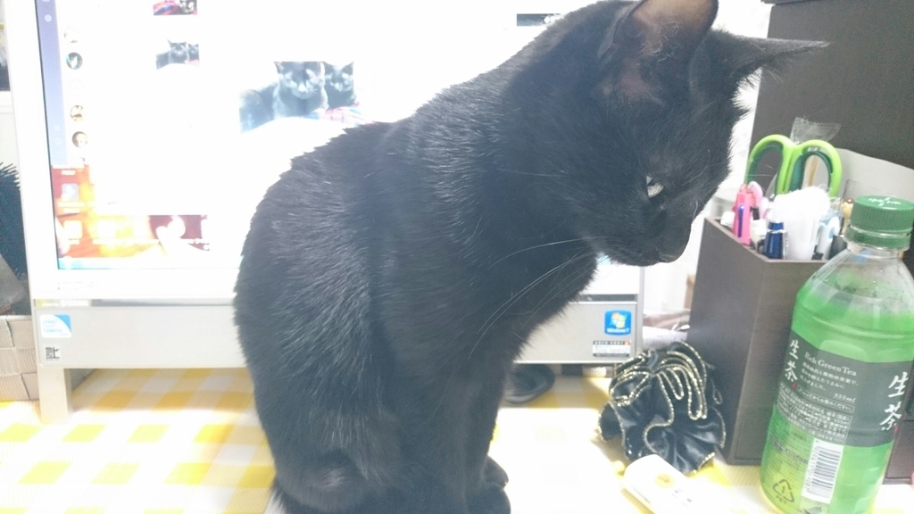 f:id:mikecyatora:20190220235119j:plain f:id:mikecyatora:20190220235119j:plain