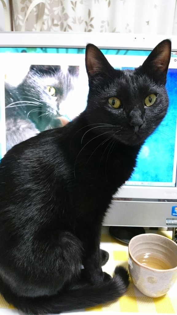 f:id:mikecyatora:20190220235205j:plain f:id:mikecyatora:20190220235205j:plain