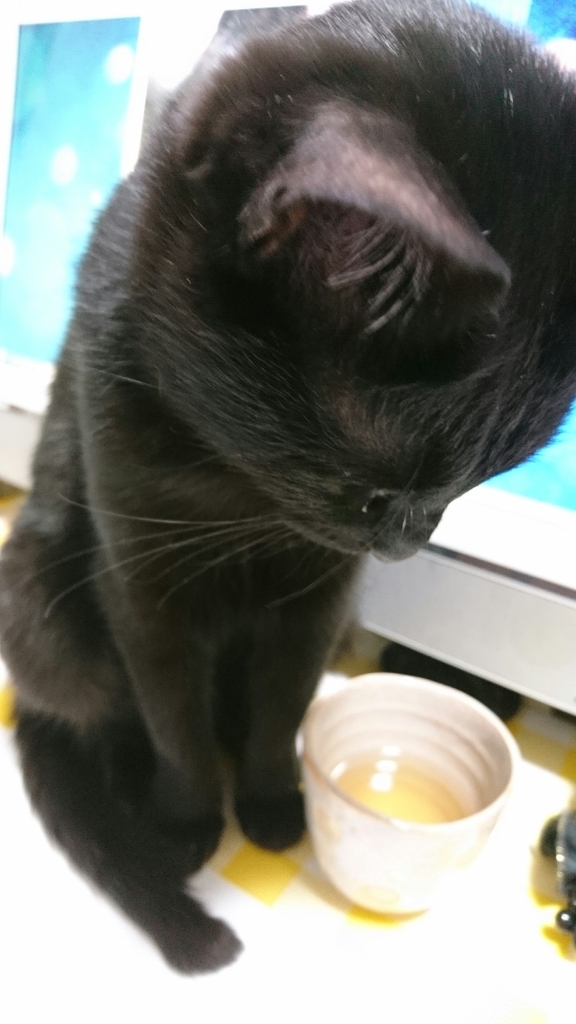 f:id:mikecyatora:20190221000027j:plain f:id:mikecyatora:20190221000027j:plain