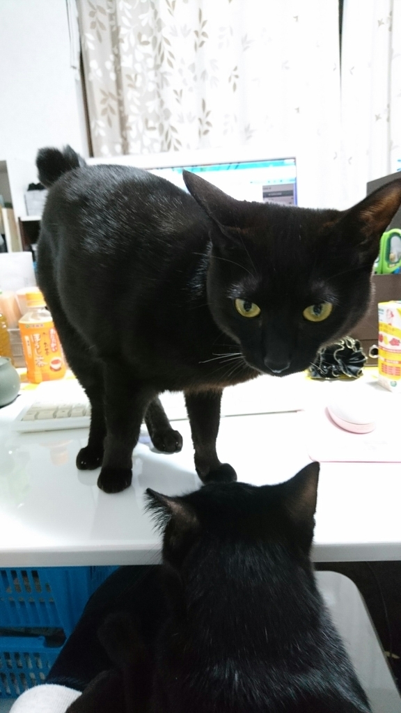 f:id:mikecyatora:20190221000359j:plain f:id:mikecyatora:20190221000359j:plain
