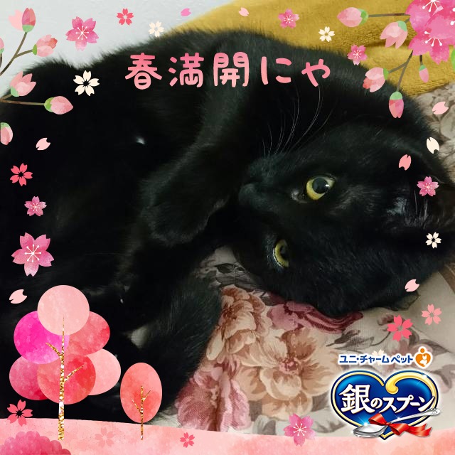 f:id:mikecyatora:20190222003448j:plain f:id:mikecyatora:20190222003448j:plain