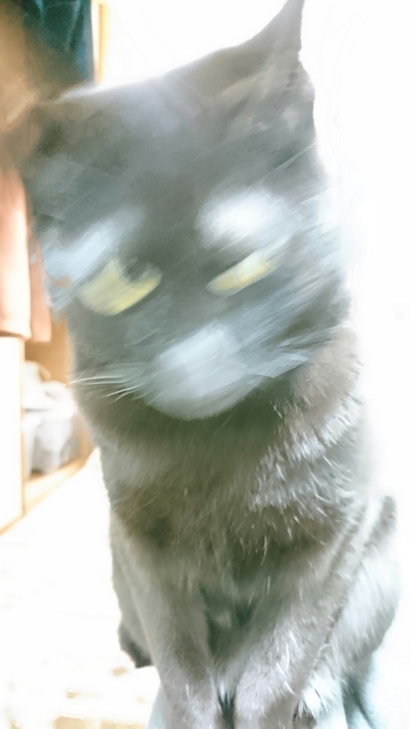 f:id:mikecyatora:20190227230615j:plain