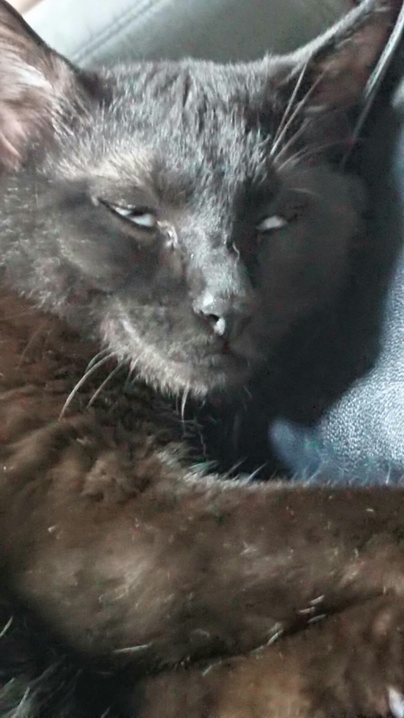 f:id:mikecyatora:20190311200600j:plain