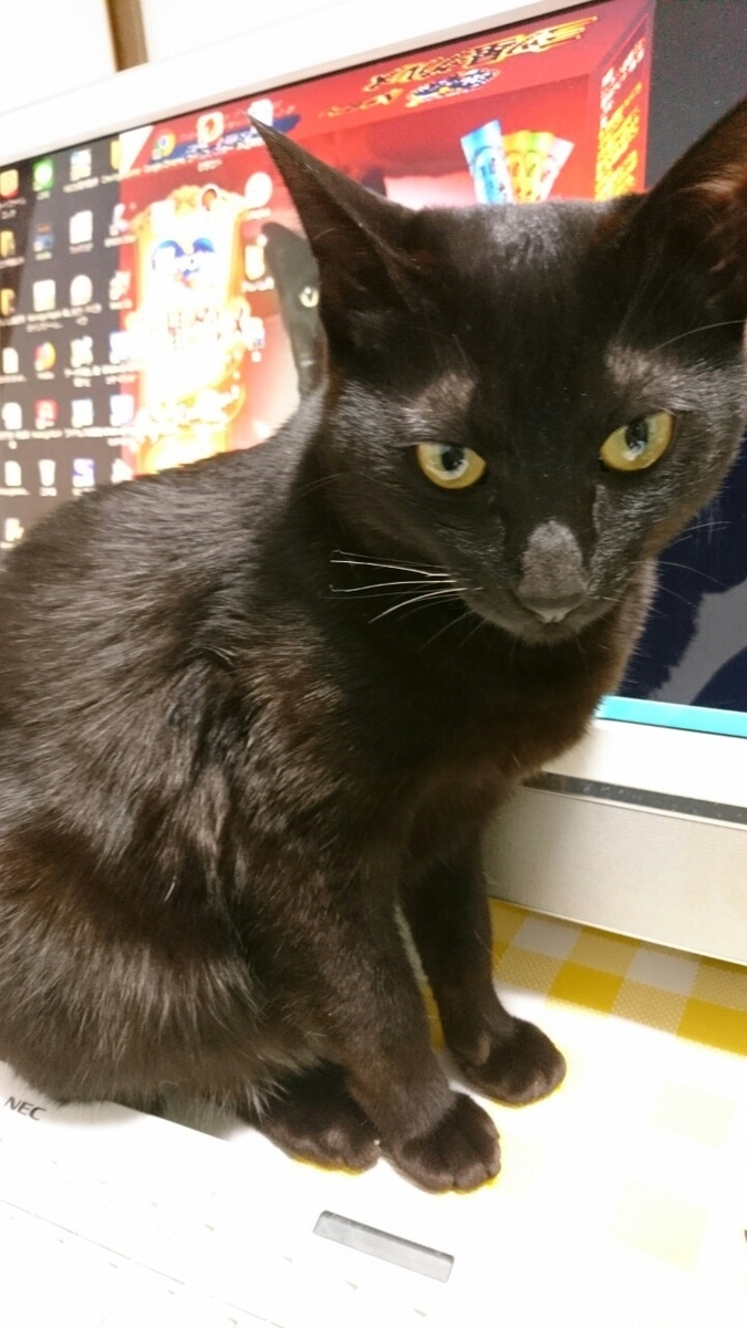 f:id:mikecyatora:20190315171811j:plain