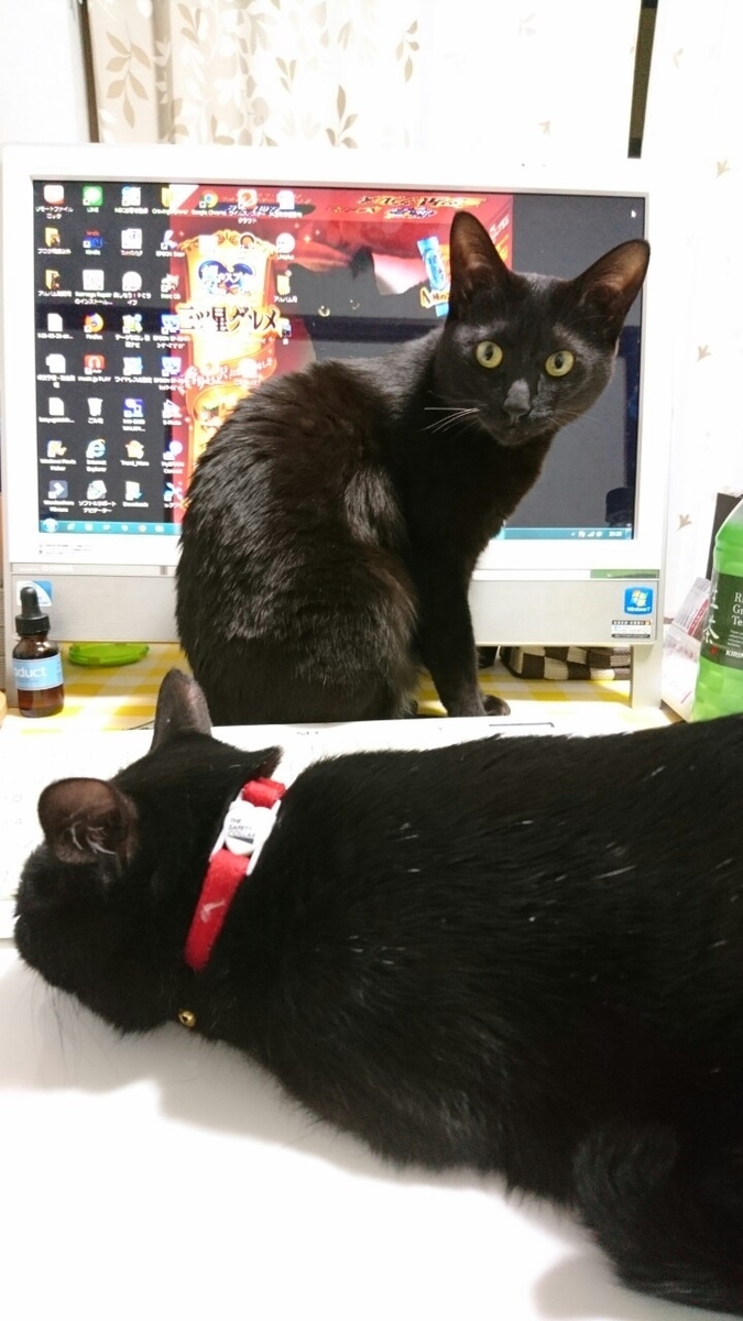 f:id:mikecyatora:20190315172759j:plain