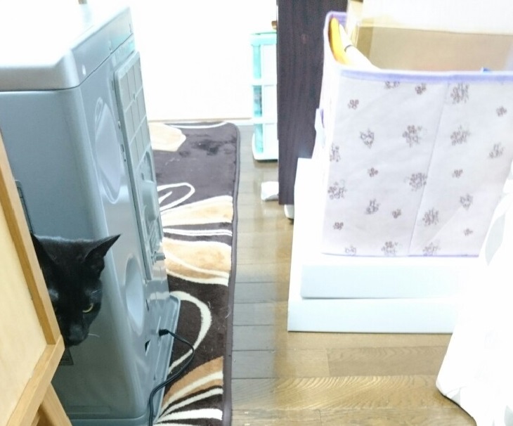 f:id:mikecyatora:20190316161129j:plain