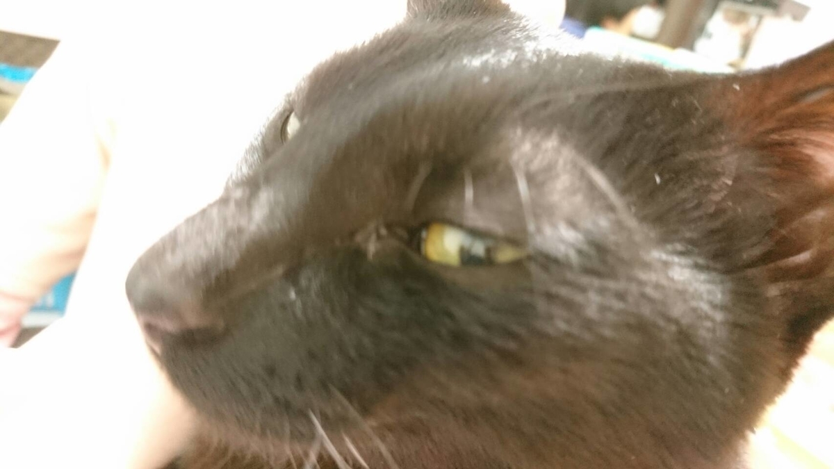 f:id:mikecyatora:20190401213701j:plain f:id:mikecyatora:20190401213701j:plain