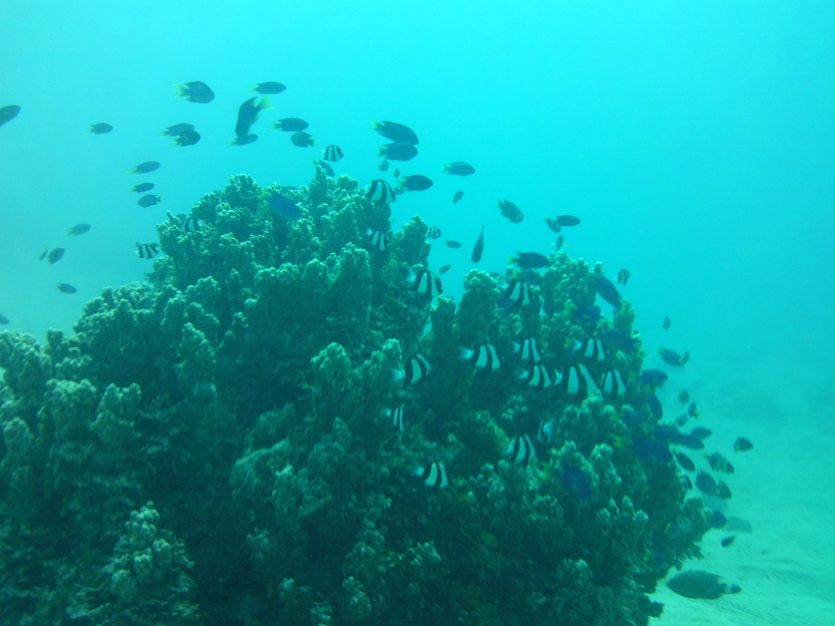 f:id:mikecyatora:20190905104810j:plain f:id:mikecyatora:20190905104810j:plain