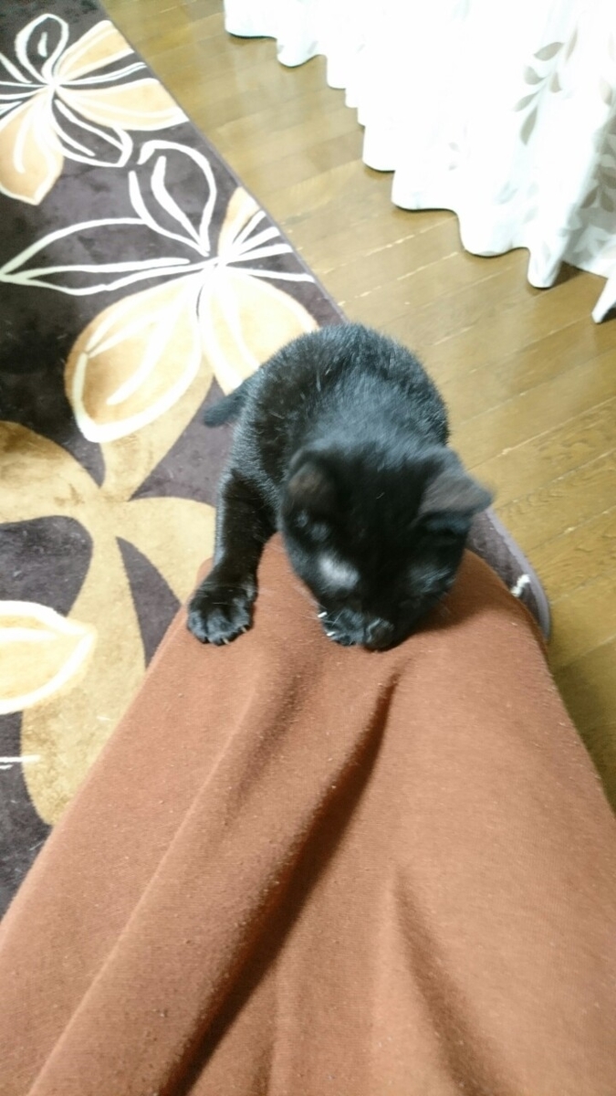 f:id:mikecyatora:20190925134227j:plain f:id:mikecyatora:20190925134227j:plain