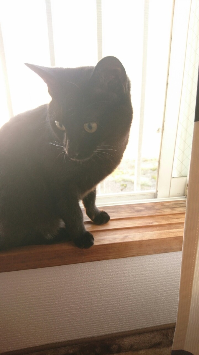 f:id:mikecyatora:20190926174712j:plain f:id:mikecyatora:20190926174712j:plain