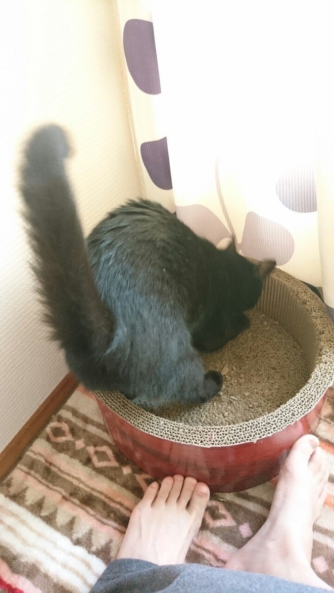 f:id:mikecyatora:20190926174832j:plain f:id:mikecyatora:20190926174832j:plain