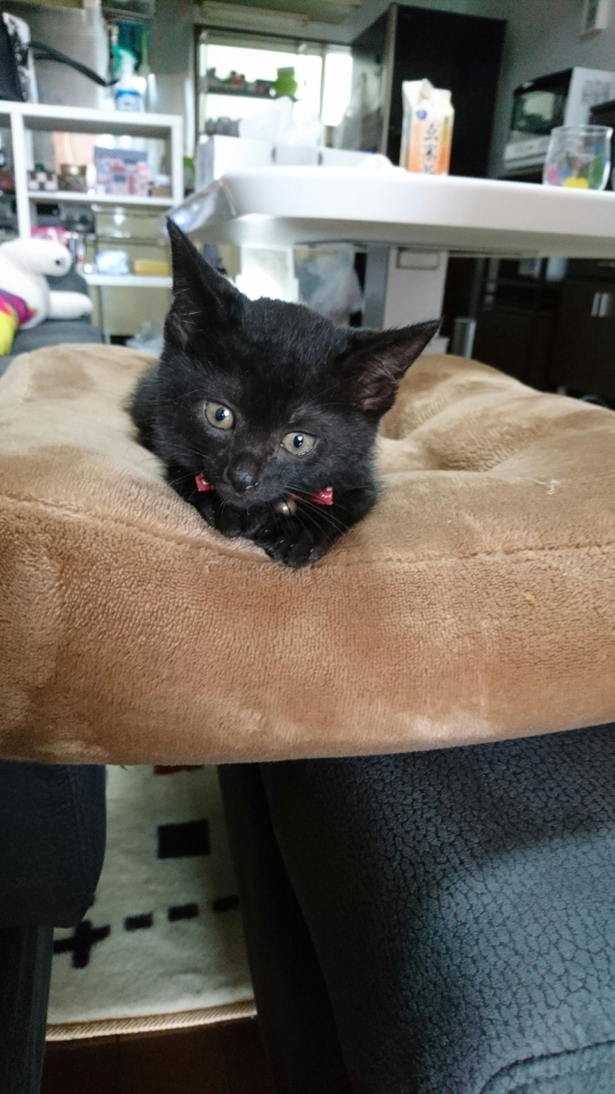 f:id:mikecyatora:20190926175712j:plain f:id:mikecyatora:20190926175712j:plain