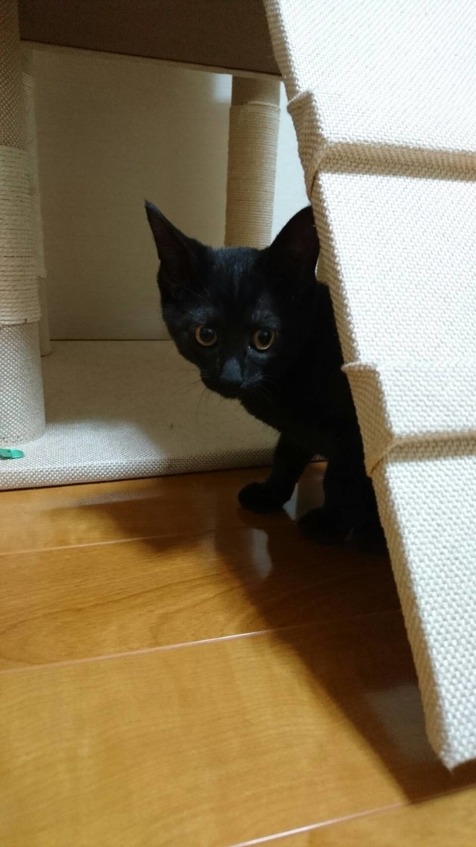 f:id:mikecyatora:20190926175844j:plain f:id:mikecyatora:20190926175844j:plain