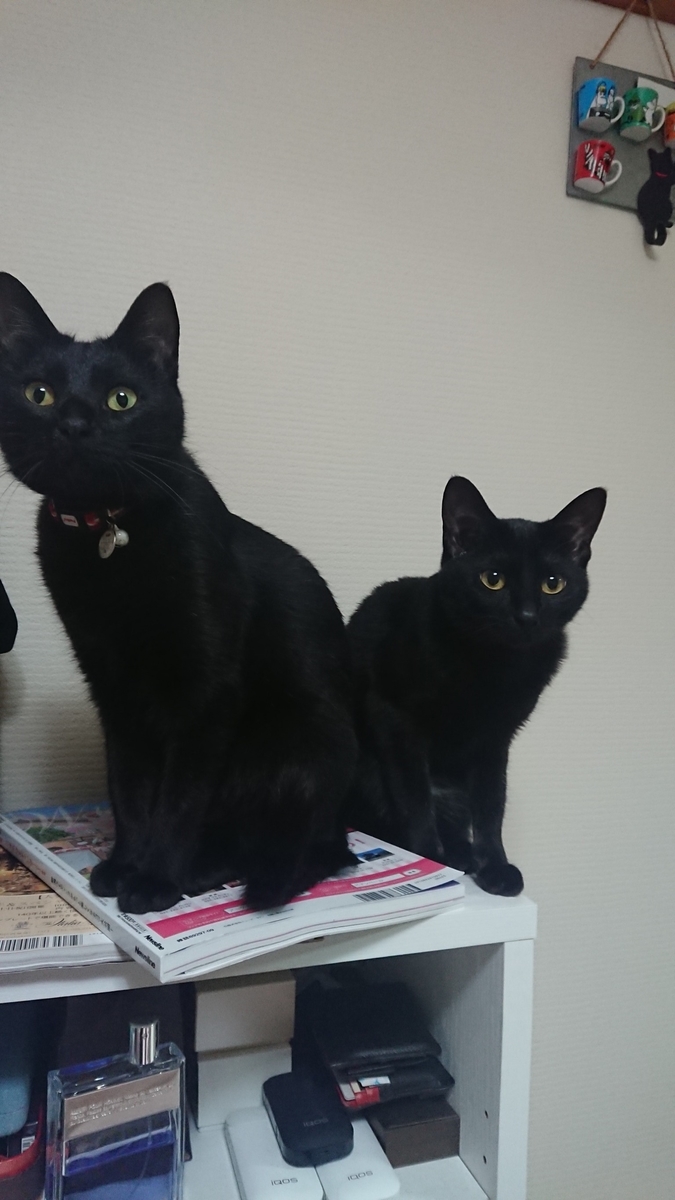 f:id:mikecyatora:20190926180026j:plain f:id:mikecyatora:20190926180026j:plain