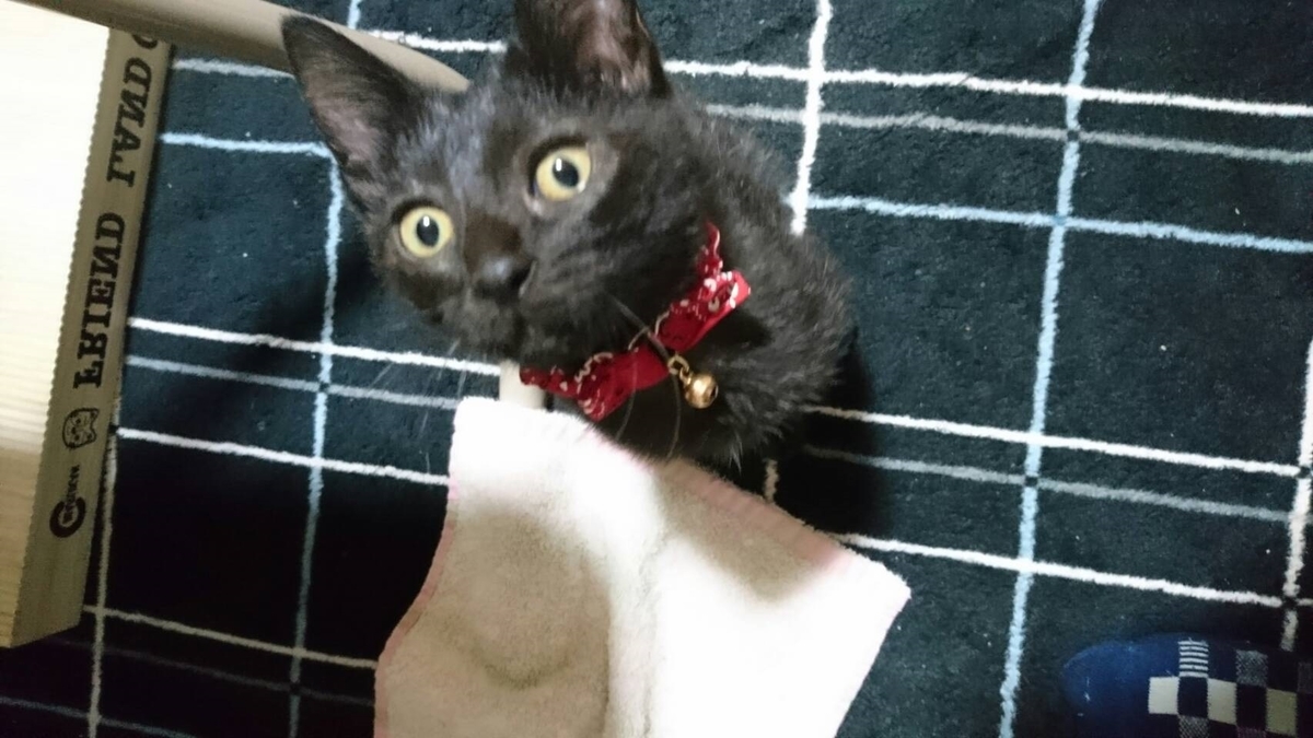 f:id:mikecyatora:20190926182240j:plain f:id:mikecyatora:20190926182240j:plain