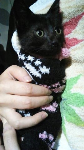 f:id:mikecyatora:20190926183651j:plain f:id:mikecyatora:20190926183651j:plain