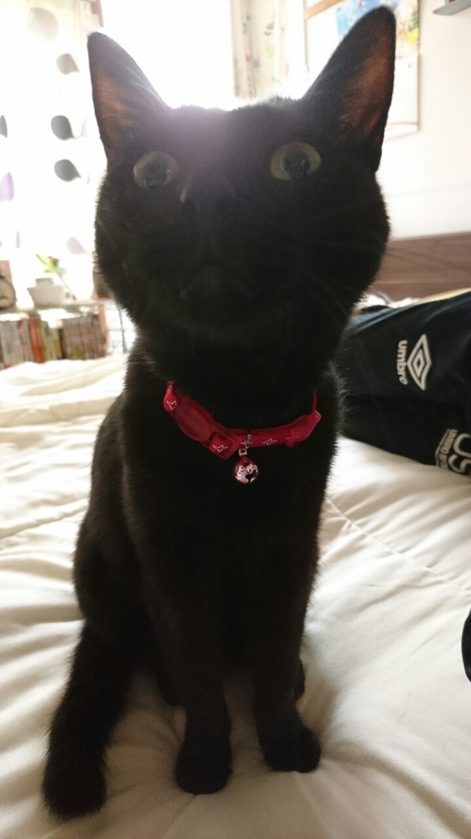 f:id:mikecyatora:20191022180104j:plain f:id:mikecyatora:20191022180104j:plain