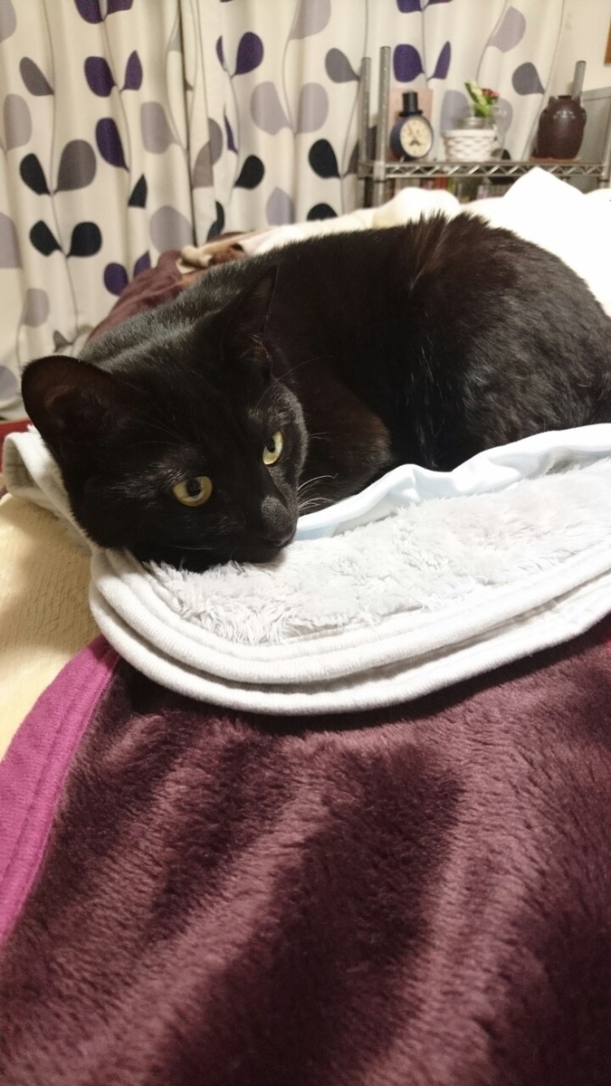 f:id:mikecyatora:20191022180839j:plain f:id:mikecyatora:20191022180839j:plain