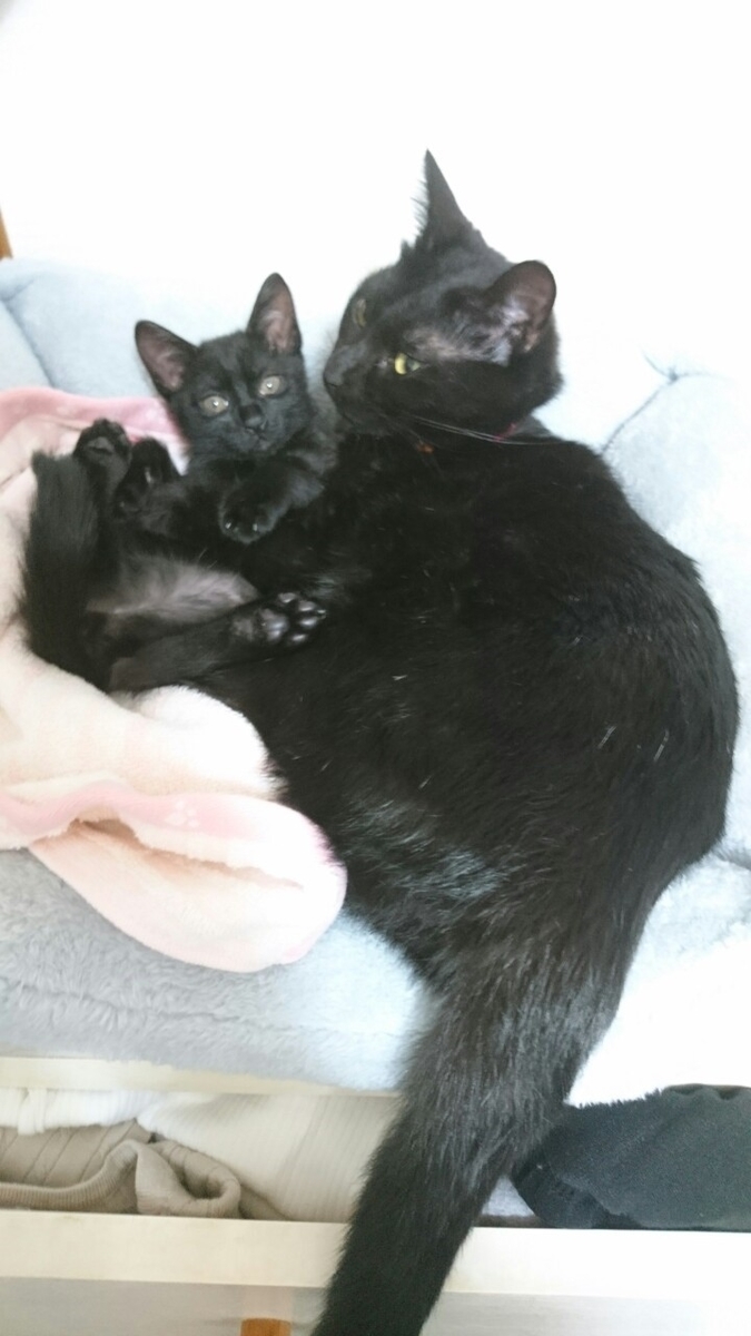 f:id:mikecyatora:20191022181030j:plain f:id:mikecyatora:20191022181030j:plain