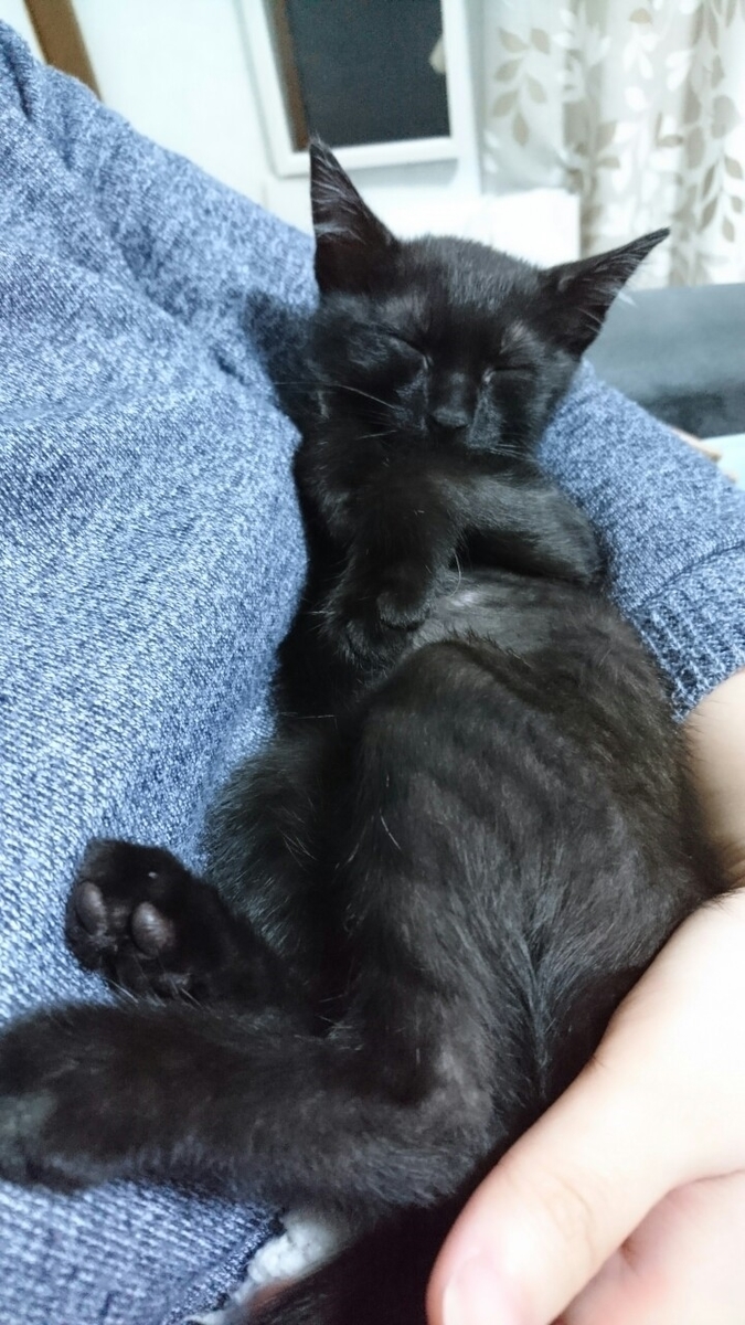 f:id:mikecyatora:20191022183605j:plain f:id:mikecyatora:20191022183605j:plain