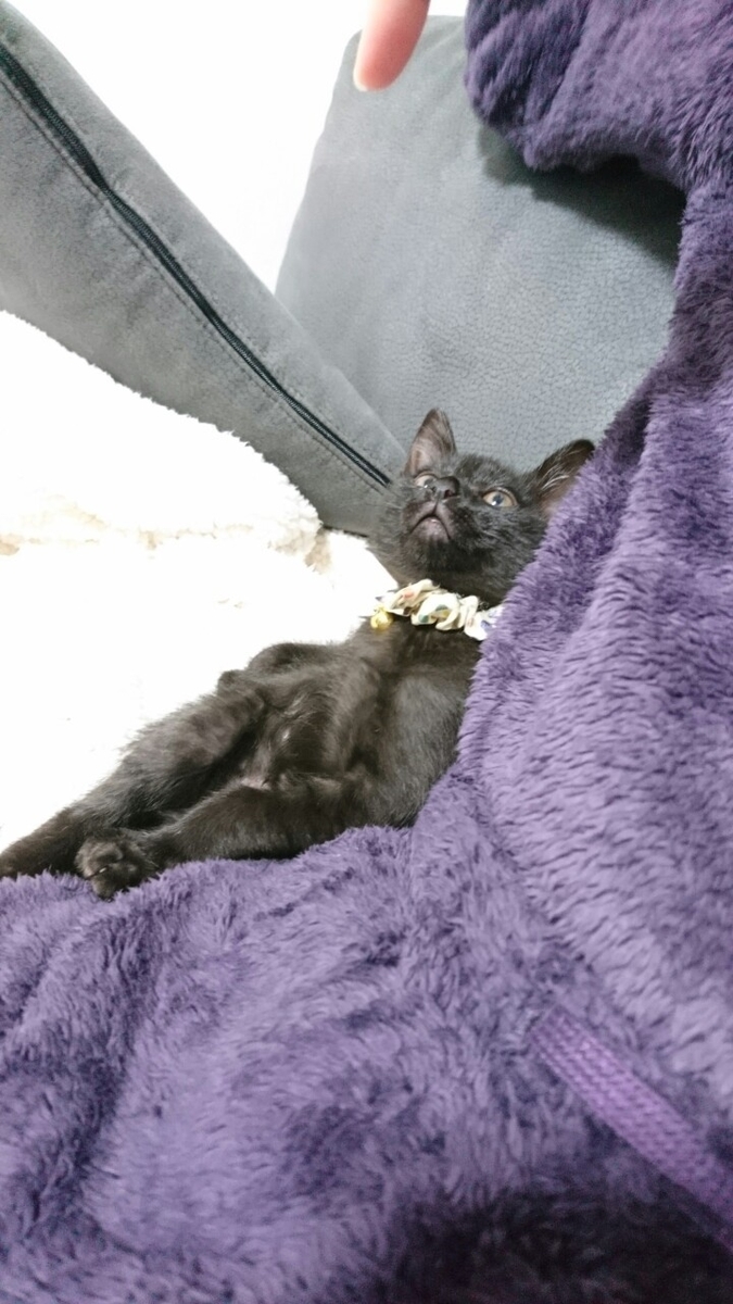 f:id:mikecyatora:20191022183807j:plain f:id:mikecyatora:20191022183807j:plain