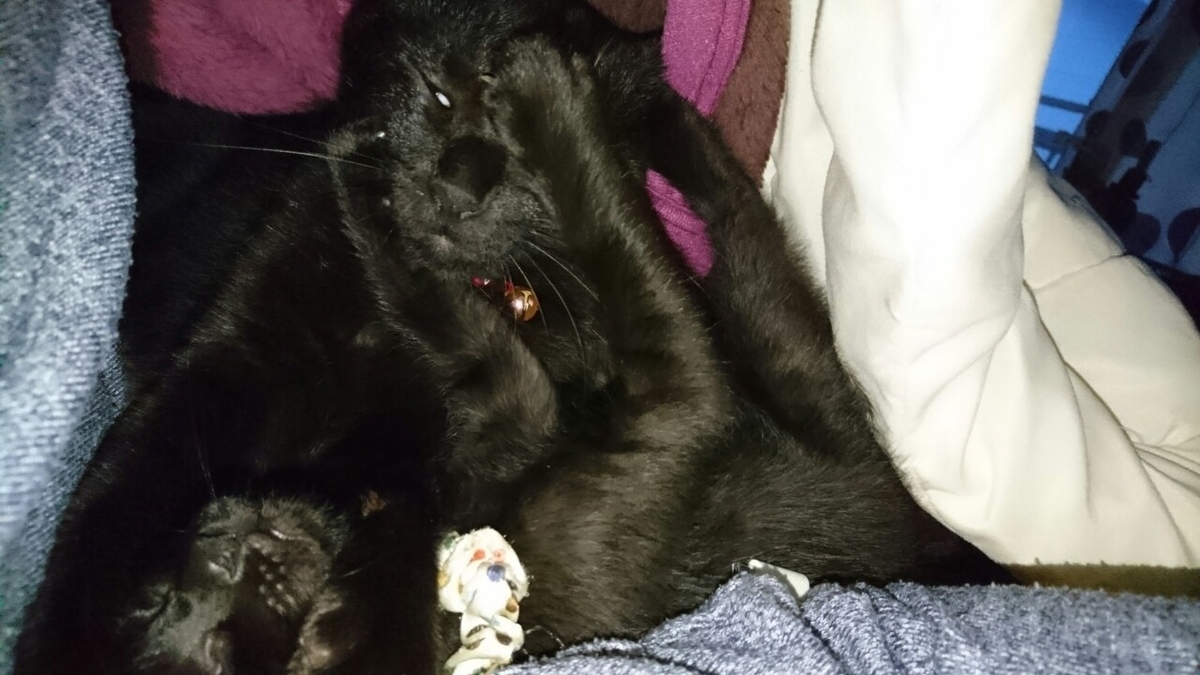 f:id:mikecyatora:20191022183959j:plain f:id:mikecyatora:20191022183959j:plain