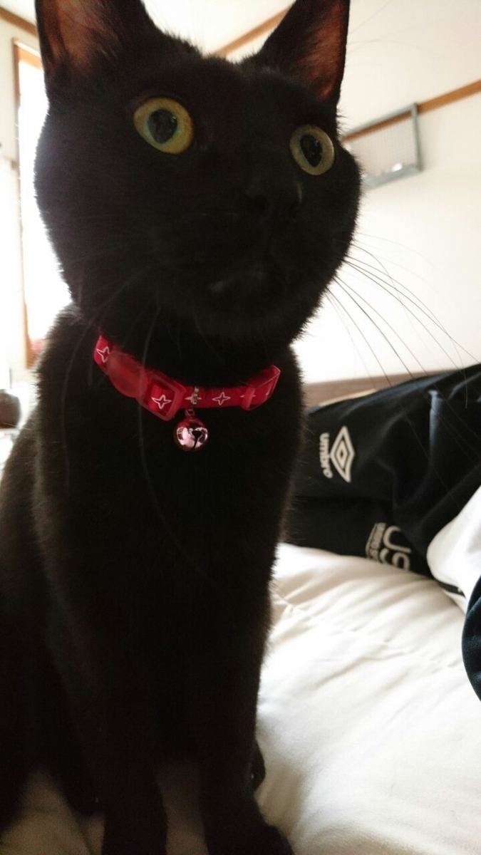 f:id:mikecyatora:20191025220934j:plain