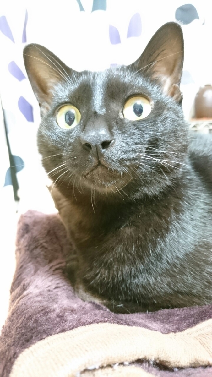 f:id:mikecyatora:20191025221044j:plain