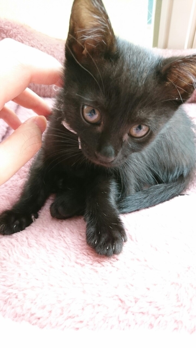 f:id:mikecyatora:20191025221150j:plain