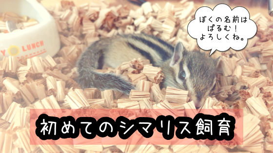 f:id:mikekepeter:20190506181014p:plain f:id:mikekepeter:20190506181014p:plain