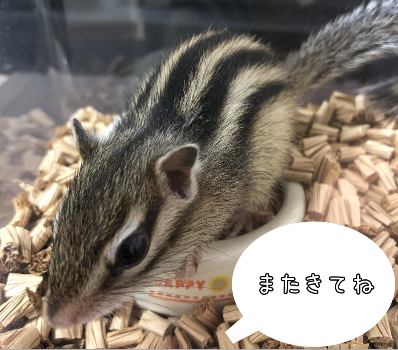 f:id:mikekepeter:20190523234415p:plain f:id:mikekepeter:20190523234415p:plain
