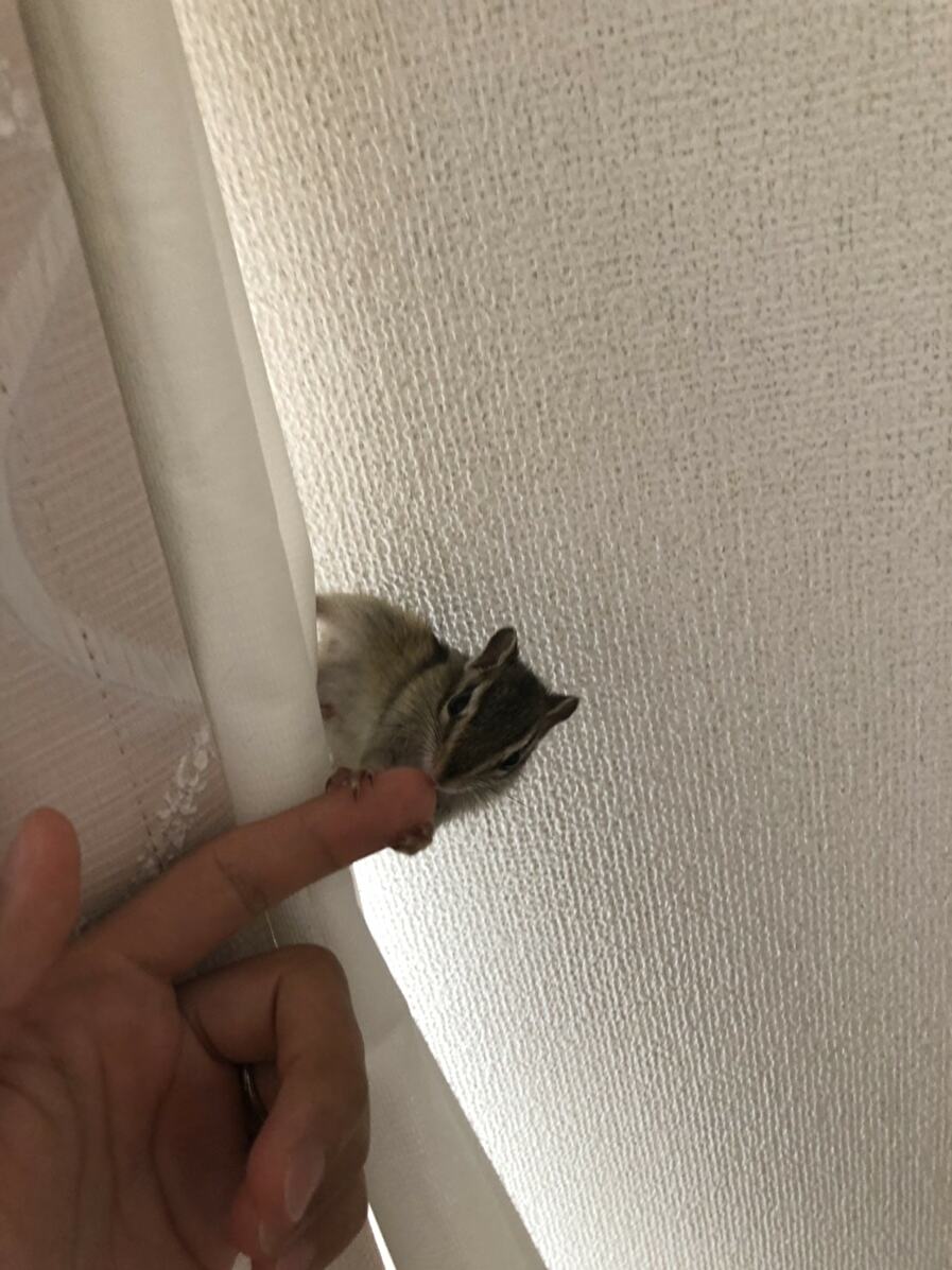 f:id:mikekepeter:20190529120341j:plain f:id:mikekepeter:20190529120341j:plain