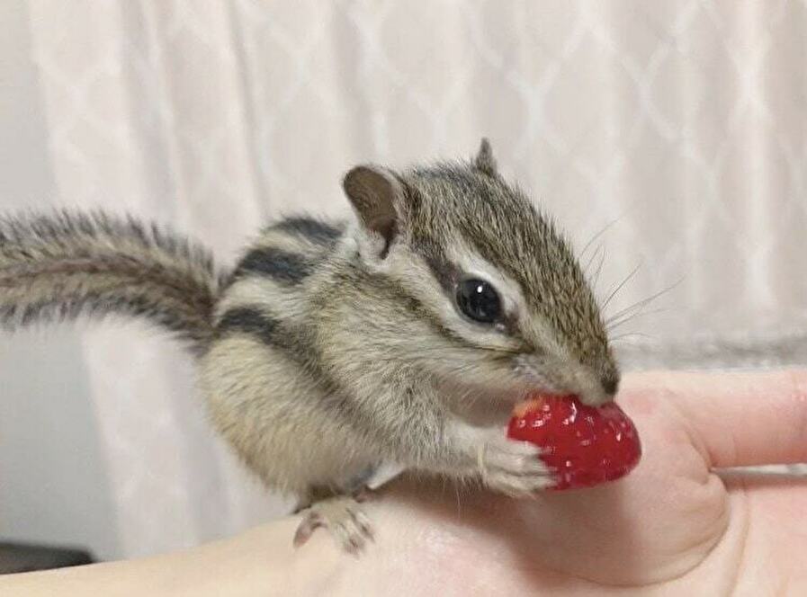 f:id:mikekepeter:20190529120349j:plain f:id:mikekepeter:20190529120349j:plain