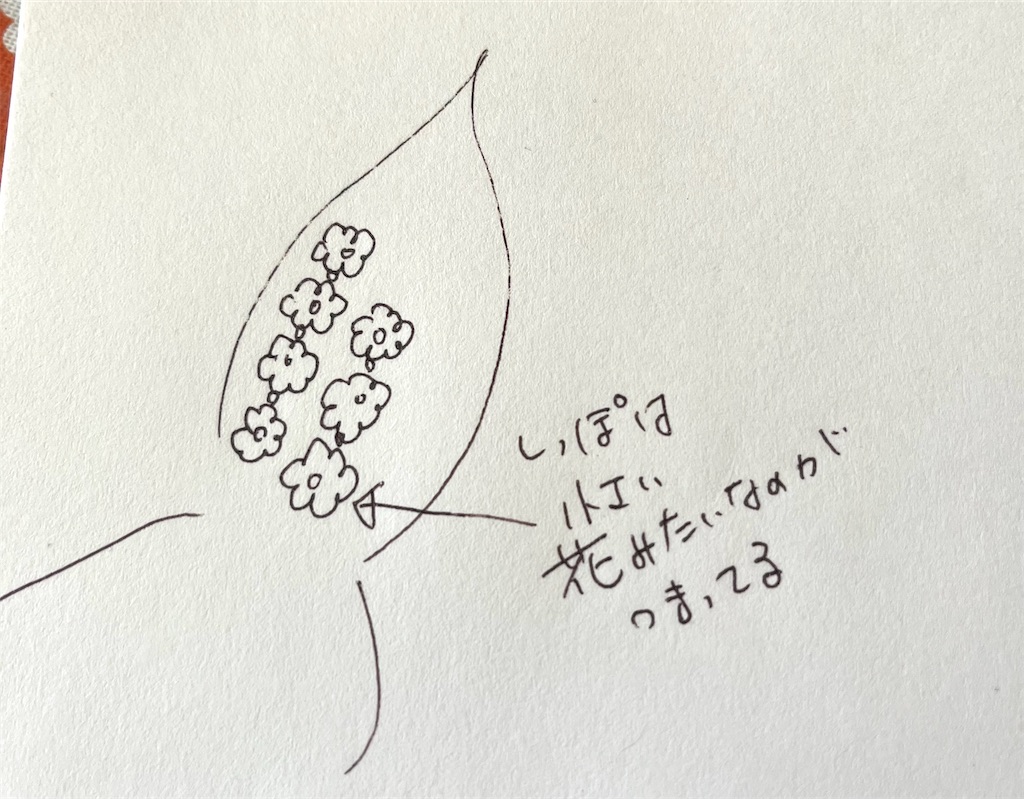 f:id:mikekonya:20260112134800j:image