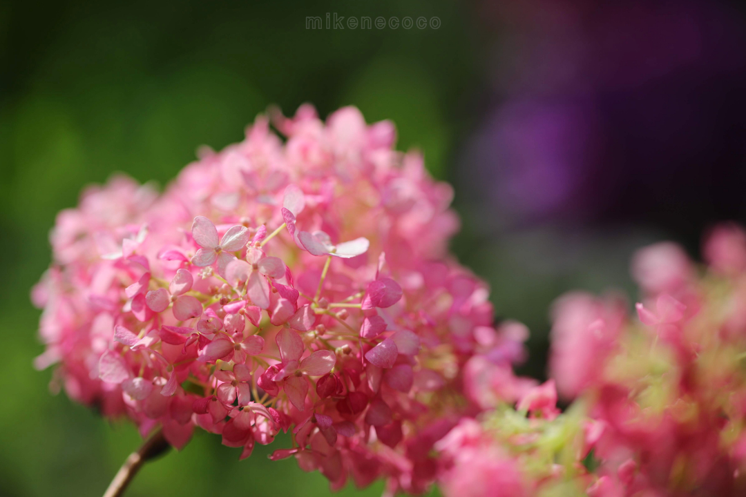 f:id:mikenecoco:20190609221837j:plain f:id:mikenecoco:20190609221837j:plain