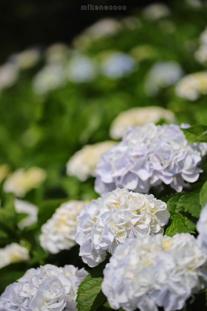 f:id:mikenecoco:20190609222310j:plain f:id:mikenecoco:20190609222310j:plain