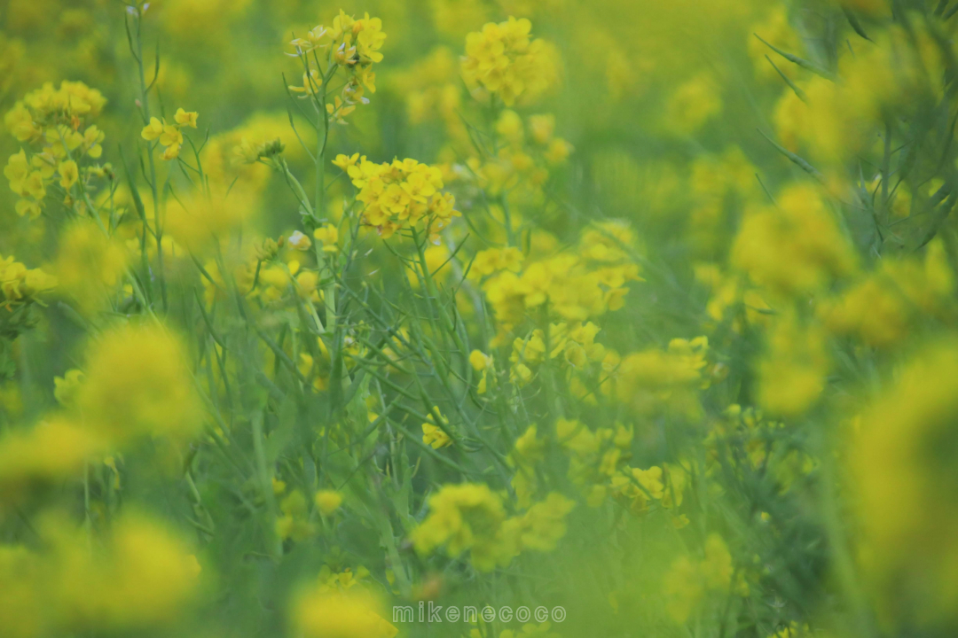 f:id:mikenecoco:20210112043501j:plain