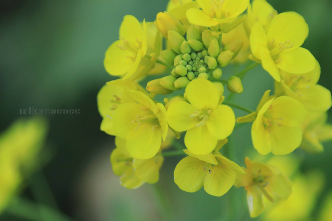 f:id:mikenecoco:20210112043517j:plain