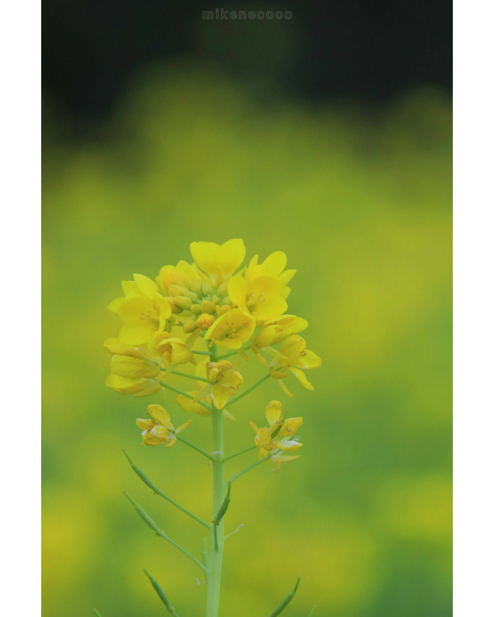 f:id:mikenecoco:20210112043529j:plain