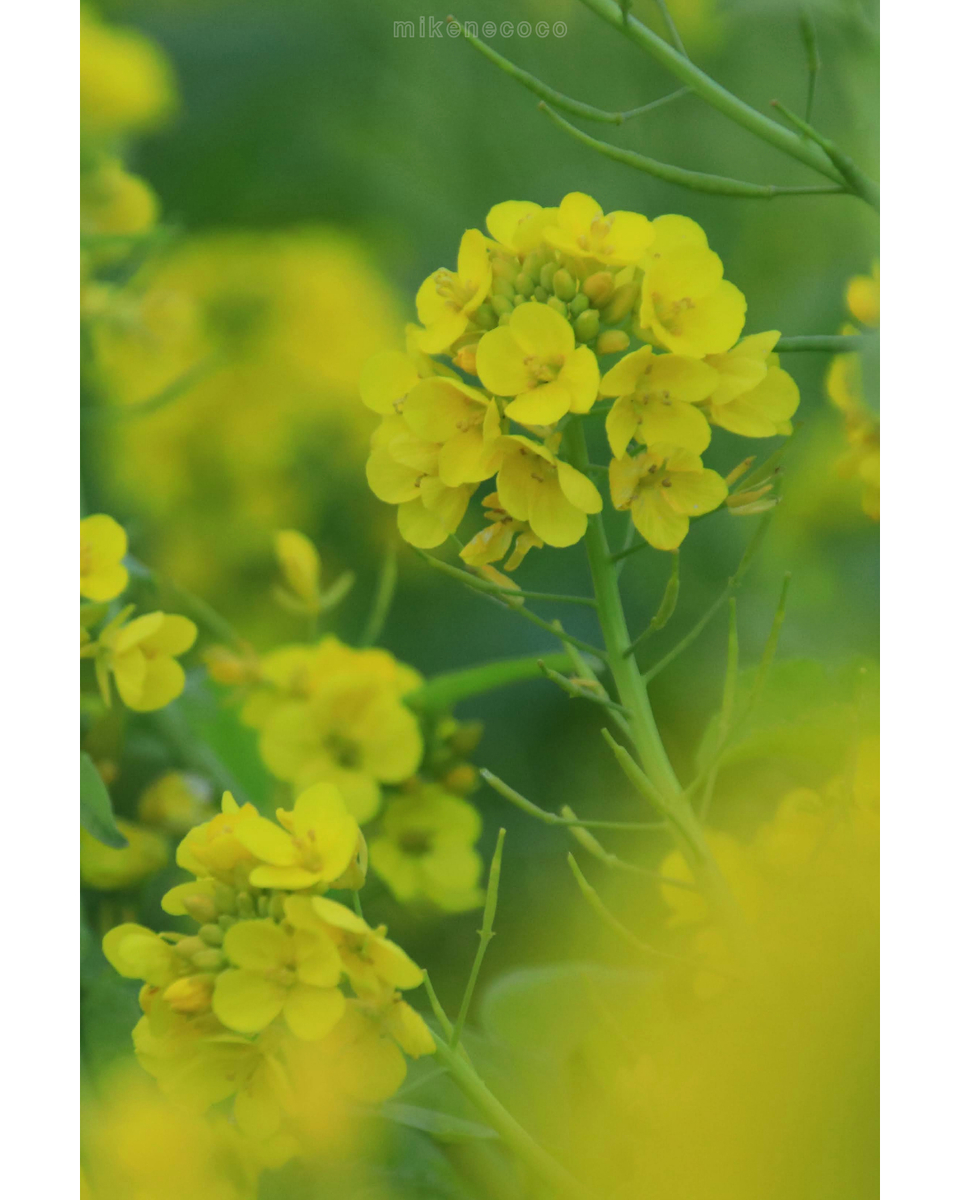 f:id:mikenecoco:20210112043541j:plain