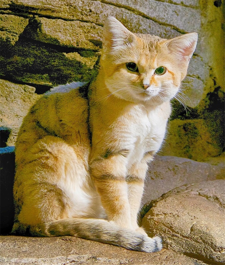 リビアヤマネコとは 動植物の人気 最新記事を集めました はてな